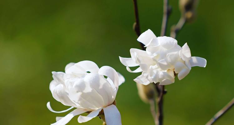 玉兰花的象征意义及美丽传说（探寻玉兰花的深层含义）