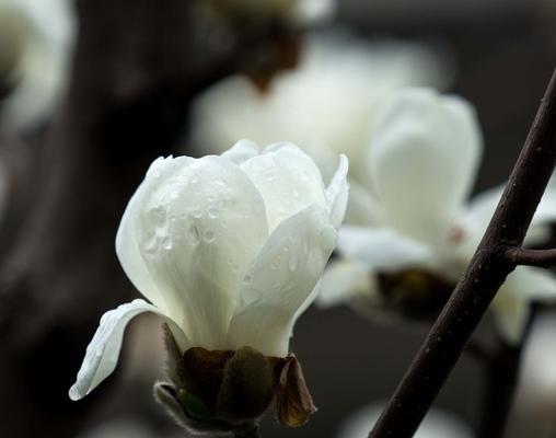 玉兰花的象征意义及美丽传说（探寻玉兰花的深层含义）