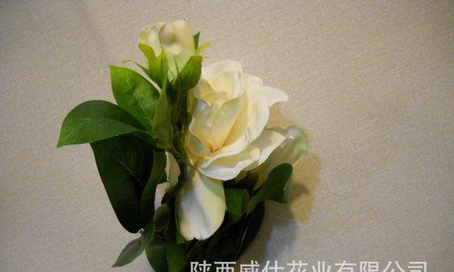 栀子花语的深意与寓意（解读栀子花所代表的情感和象征）