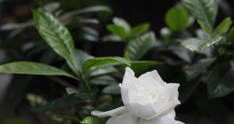 栀子花语的深意与寓意（解读栀子花所代表的情感和象征）