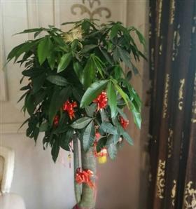 发财树的开花时间与寓意（揭秘发财树的开花奥秘）