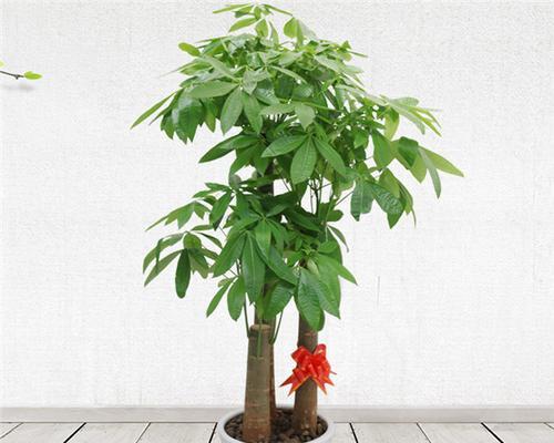 发财树——财富和好运气的象征（发财树的品种及养护方法）