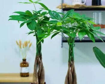 发财树适合放客厅吗（打造财运宝地）