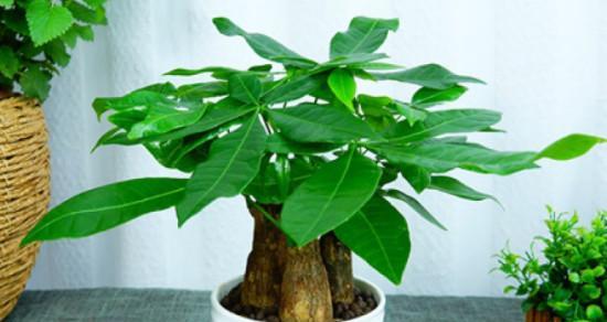 如何选择适合发财树的土壤（让您的发财树茁壮成长的关键是土壤）