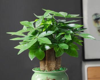 如何在室内养护发财树（让您轻松拥有一盆茂盛的发财树）