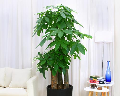 如何在室内养护发财树（让您轻松拥有一盆茂盛的发财树）