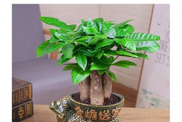 发财树真的能吸甲醛吗（探究发财树的甲醛吸附能力与注意事项）