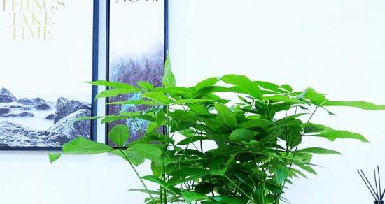 发财树的喜阳性格剖析（阳光与发财树的密切关系）