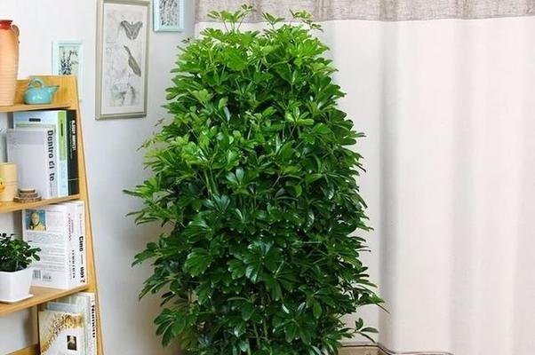 发财树室内外种植全攻略（室内外种植发财树的优缺点及养护技巧）