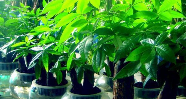 发财树室内外种植全攻略（室内外种植发财树的优缺点及养护技巧）