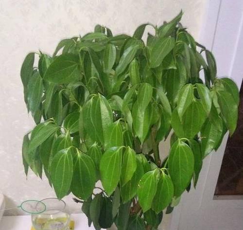 发财树叶子发蔫的原因及补救方法（掌握这一技巧）