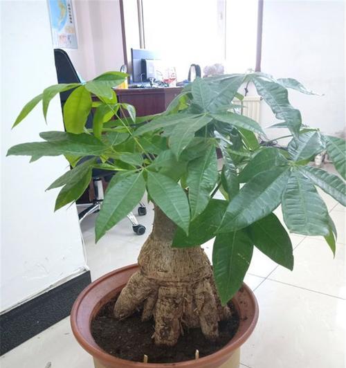 发财树一年能长多高（探究发财树的生长规律）