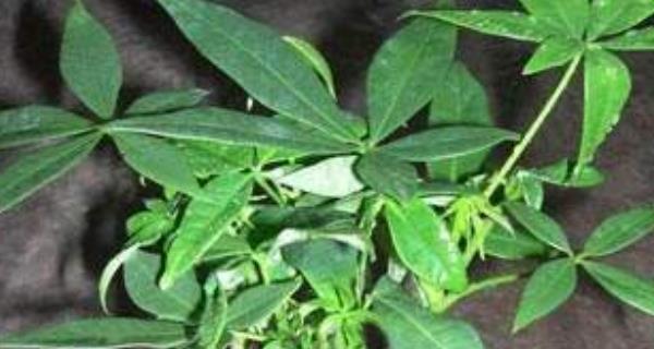 如何选择适合发财树的肥料？