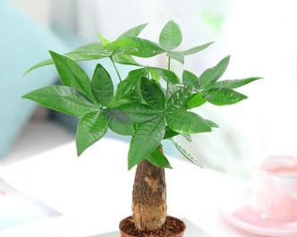 如何选择适合发财树的盆（在盆选购方面应注意哪些问题）