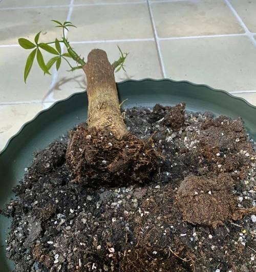 发财树如何快速发芽？——让你的财富之树茁壮成长！