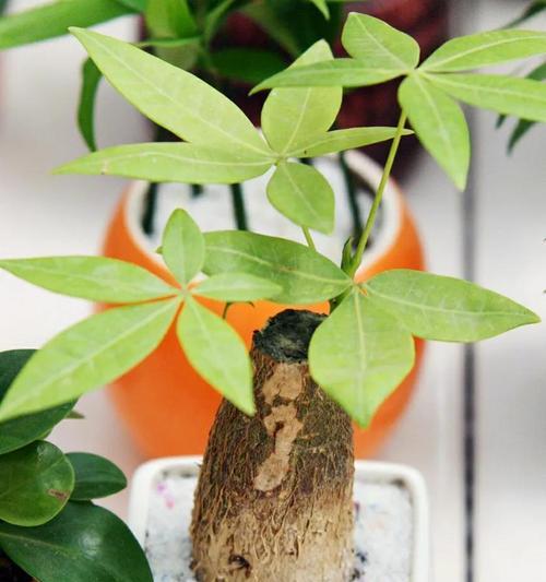 发财树如何快速发芽？——让你的财富之树茁壮成长！