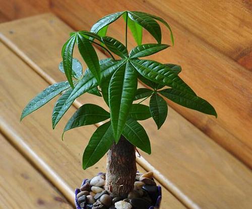 发财树的种植与养护（让你的钱树开满钞票的方法）