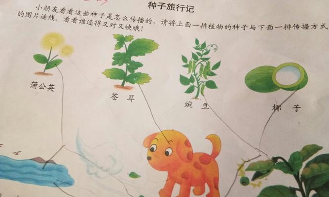 发财树种子的来源及繁殖方式