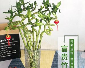 发财竹水养方法（详细介绍发财竹水养的步骤和注意事项）