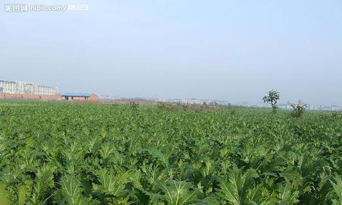 揭秘发菜的产地——潜江（探寻发菜之乡的神秘面纱）