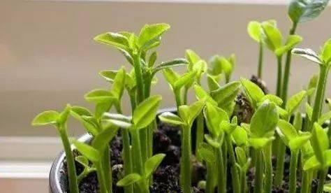 发芽种子的种植方法（一步步教你成功种植发芽种子）
