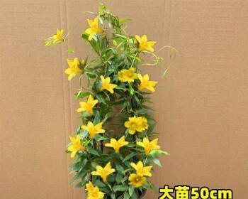 法国茉莉的养殖方法和注意事项（打造芳香怡人的花园）