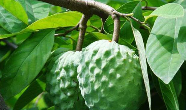 番荔枝——南方美食的代表（探秘番荔枝的起源与历史）