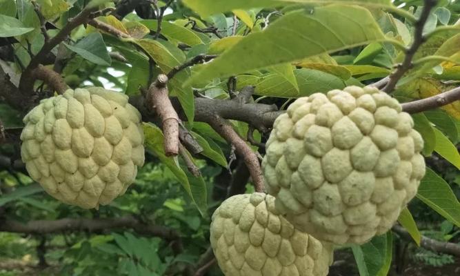 番荔枝——南方美食的代表（探秘番荔枝的起源与历史）