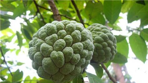 番荔枝种植全攻略（从适宜地区到栽培技巧）