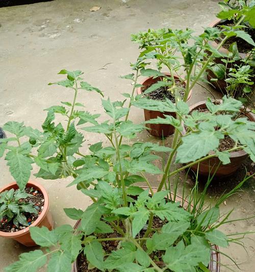 探秘番茄的样子和特点（了解番茄）