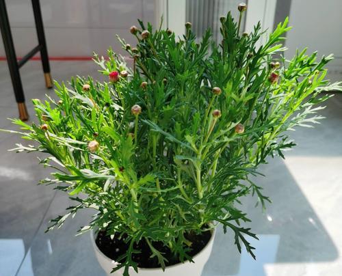 玛格丽特花繁殖的最佳时间和方法是什么？