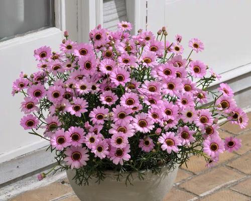 玛格丽特植物淋雨后会怎样？如何正确养护？