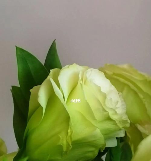 绿色洋桔梗代表什么含义？花语有哪些独特之处？