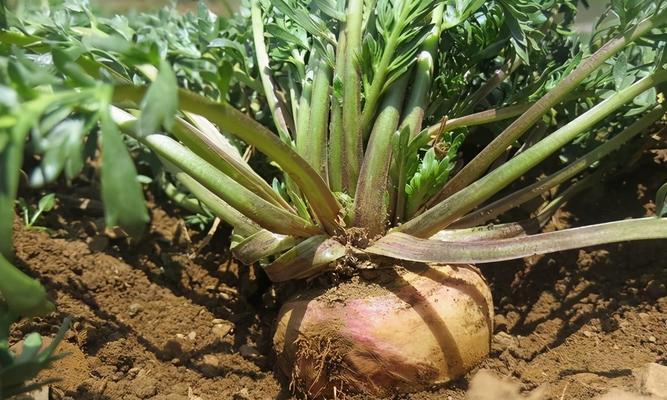 玛咖种植条件生长环境的气候要求是什么？如何满足这些条件？