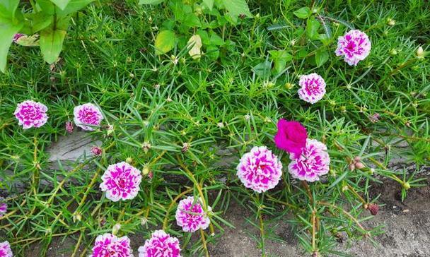 马齿苋的花颜色和形状是什么？如何识别马齿苋的花？
