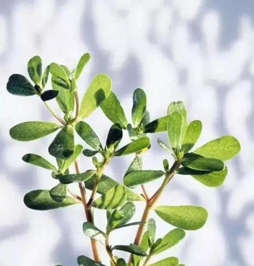 马齿苋生长在哪里？如何在野外识别马齿苋？