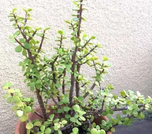 马齿苋生长在哪里？如何在野外识别马齿苋？