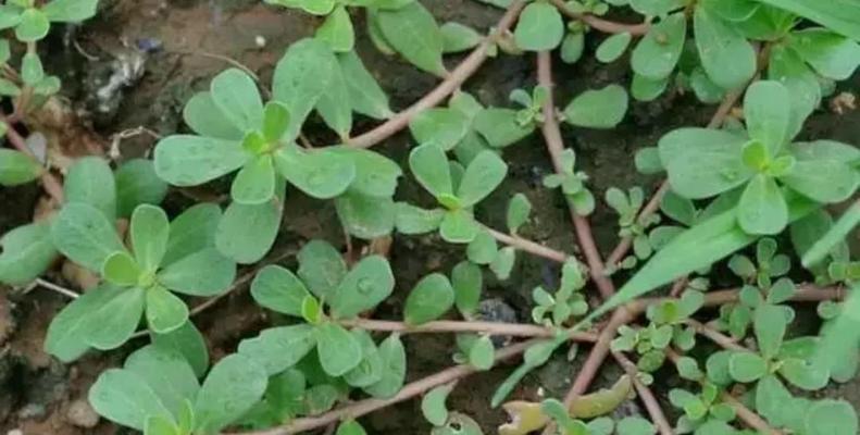 马齿苋什么时候种植最好？种植方法有哪些常见问题？