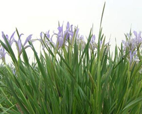 马粪可以直接种花吗？使用马粪作为肥料的正确方法是什么？