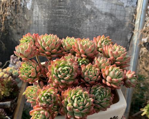马库斯养殖出状态的秘诀是什么？如何确保其最佳生长环境？
