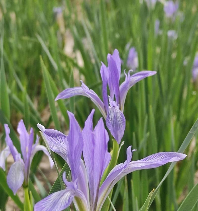 马兰花的开花时间是什么时候？一年能开几次花？