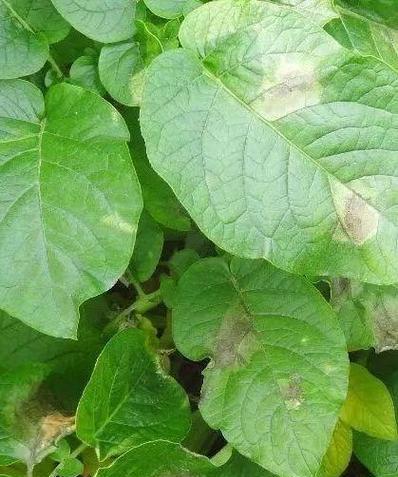 马铃薯炭疽病是怎么引起的？有效治疗方法有哪些？