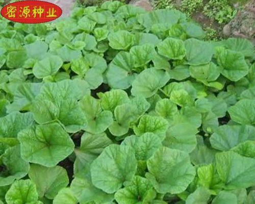 马蹄菜别名有哪些？马蹄菜的其他称呼是什么？