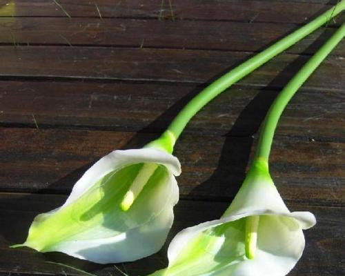 马蹄莲花谢后应该怎么办？花谢后的正确养护方法是什么？