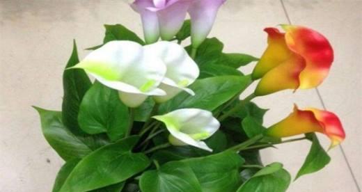 马蹄莲花有毒吗？室内养护需要注意什么？