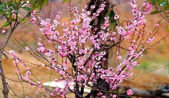 梅花的花语是什么意思？梅花象征着什么？