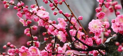 梅花的花语是什么意思？梅花象征着什么？