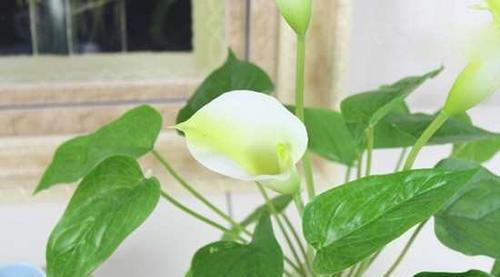马蹄莲叶子有毒吗？如何安全种植和处理？
