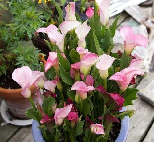 马蹄莲种植方法是什么？最佳种植时间是什么时候？