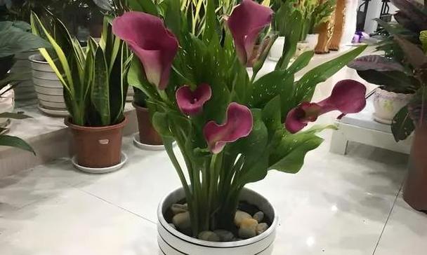 马蹄莲种植方法是什么？最佳种植时间是什么时候？